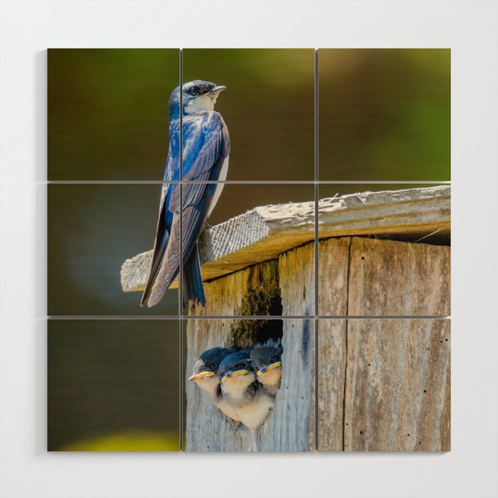 Swallow Family on a Box Nest - square image Wood Wall Art