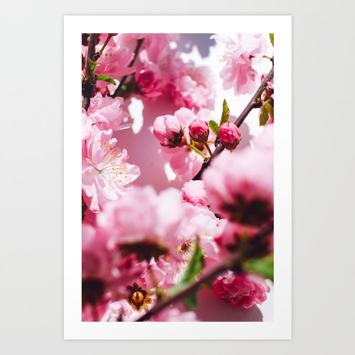 Cherry Blossoms // 2 Art Print