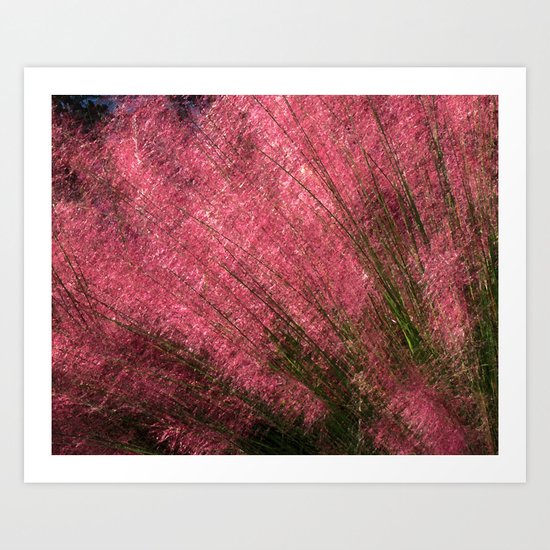 Pink Sweetgrass Art Print
