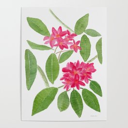 Pink Plumeria Botanical Watercolor Poster