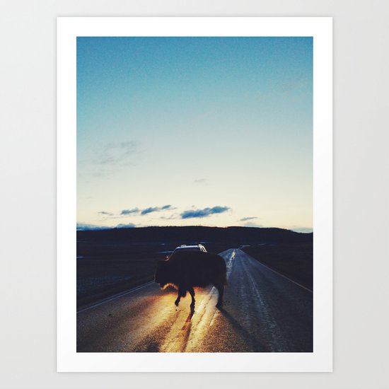 Bison in the Headlights Art Print