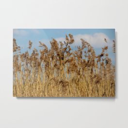 Lenz gently blowing the stalks Metal Print | Digital, Photo, Nature 