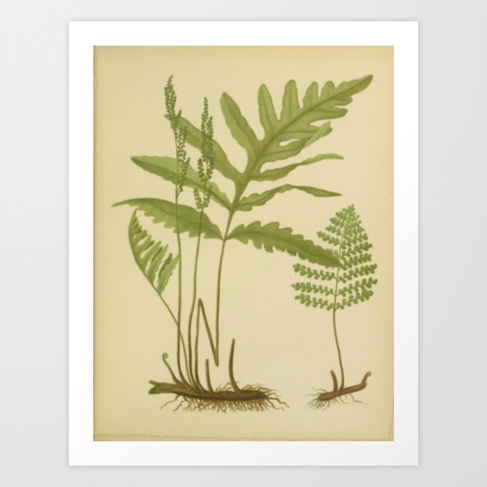 Art Print