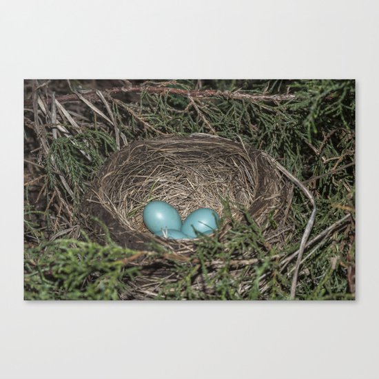 Robins nest with eggs Canvas Print