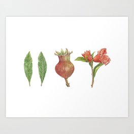 Pomegranate Art Print
