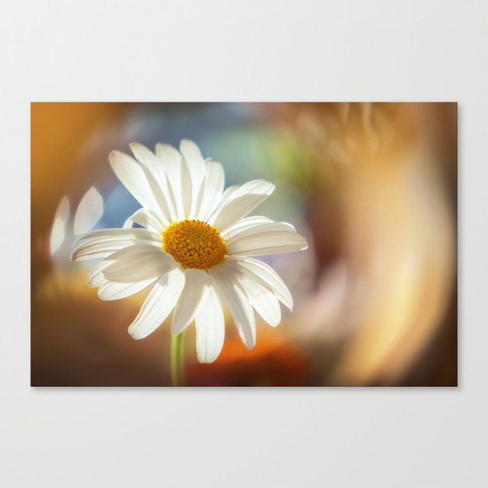 White Gebera in sunset | Macro flower photography | Sunflare and springtime Canvas Print
