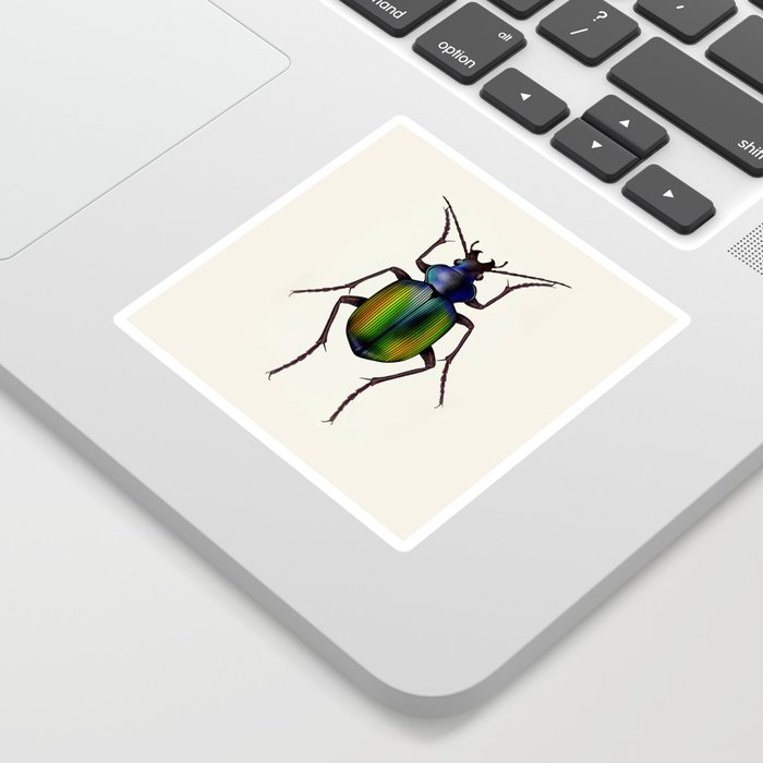 Calosoma Bug Sticker