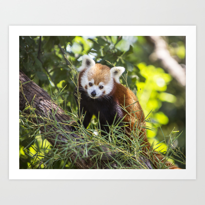 Red Panda In Tree Art Print By Amy Jackson Society6