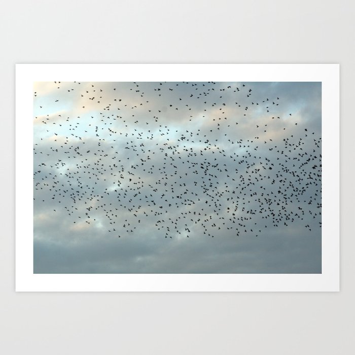 Starling Birds Murmuration Art Print