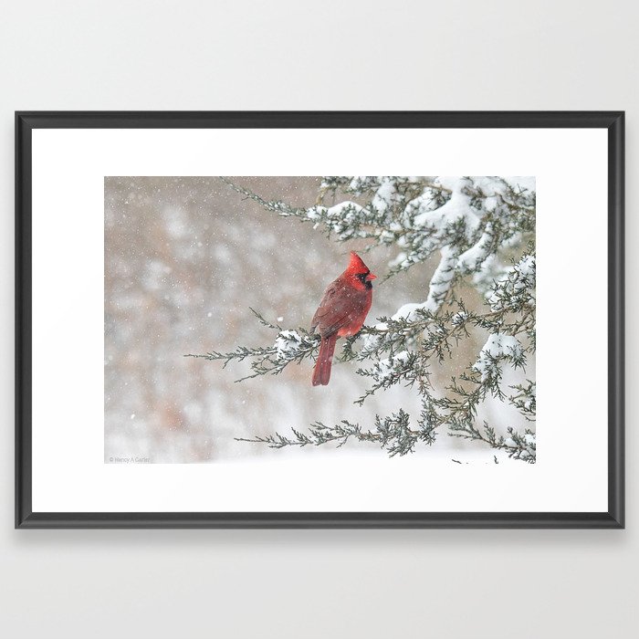 Christmas Snow Scene Cardinal Framed Art Print