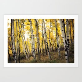 Aspen Trees of Colorado Art Print