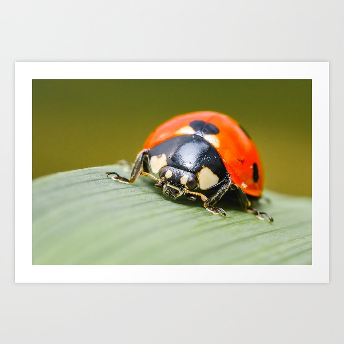 Ladybug Leaf Macro Photograph Art Print