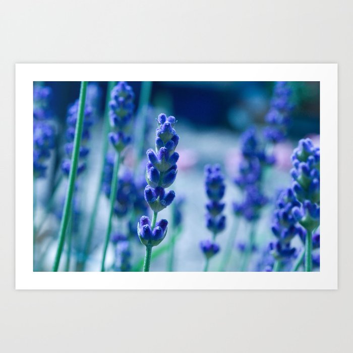A Touch of blue - Lavender #1 Art Print