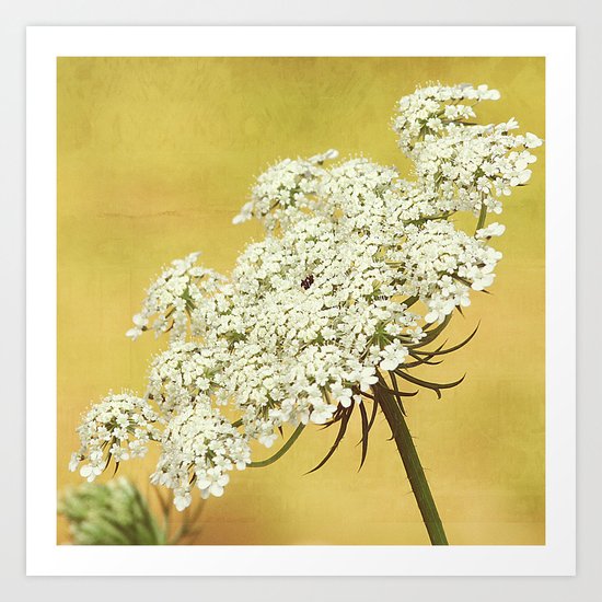 Queen Anne's Lace Flower Head on Yellow Art Print