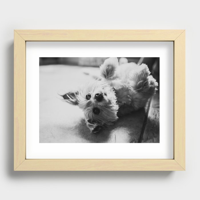 Playful Puppy Recessed Framed Print