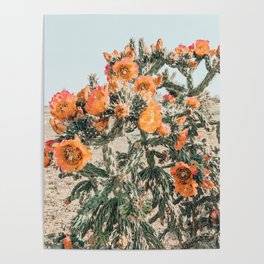 Cholla, Orange Flowering Cactus Poster