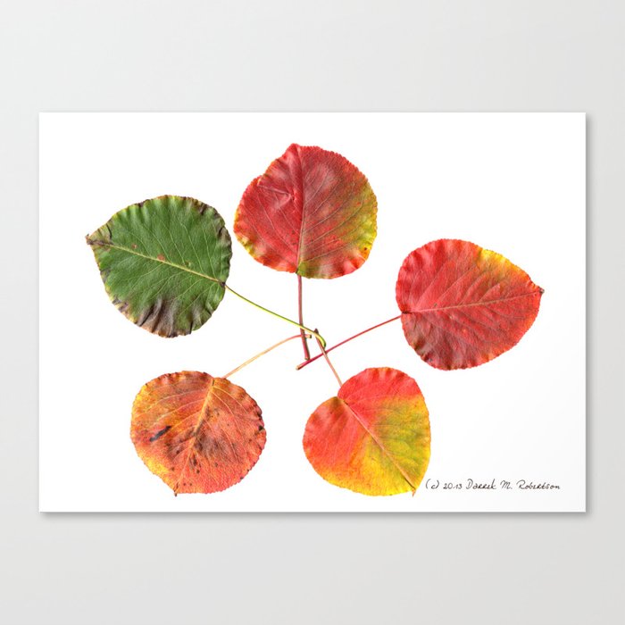 Five Fall Leaves Canvas Print
