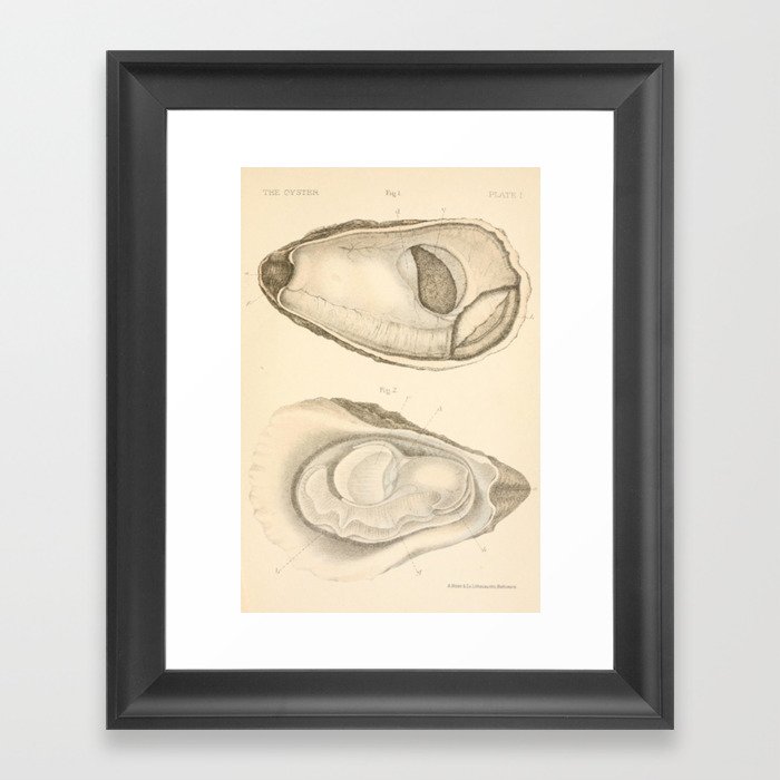 Oyster Anatomy Framed Art Print