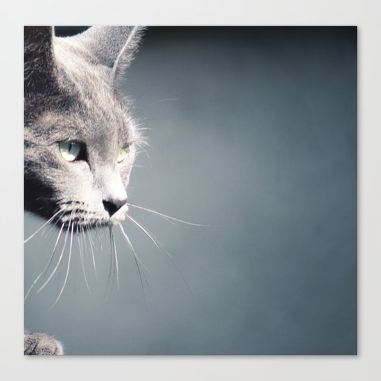 Cat Canvas Print