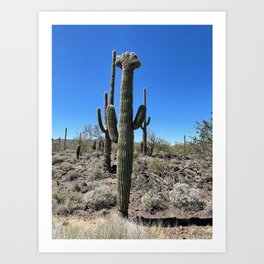 crested cactus Art Print