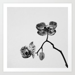 Simply a Orchid Flower in Black & White Photo Art Print