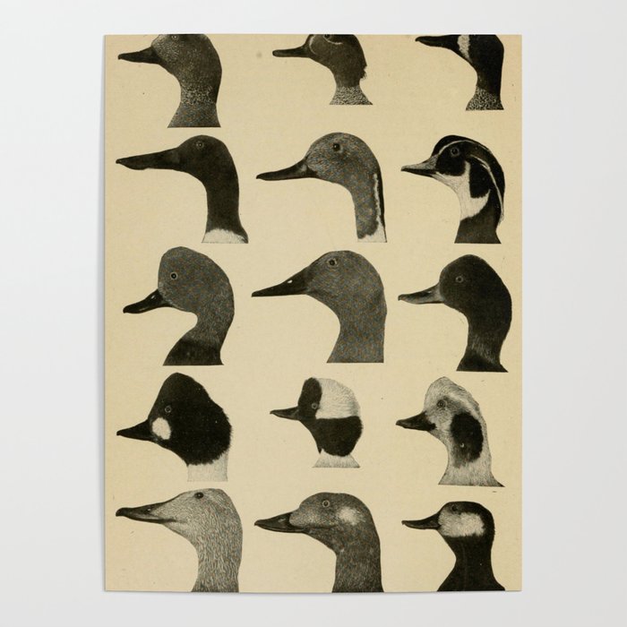Vintage Duck Heads Poster