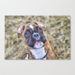 German Boxer Dog Puppy Portrait Outside 3 Canvas Print