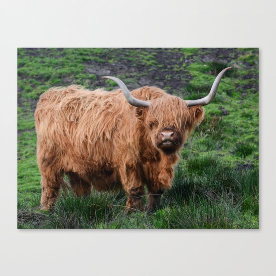 Highland Cow Canvas Print