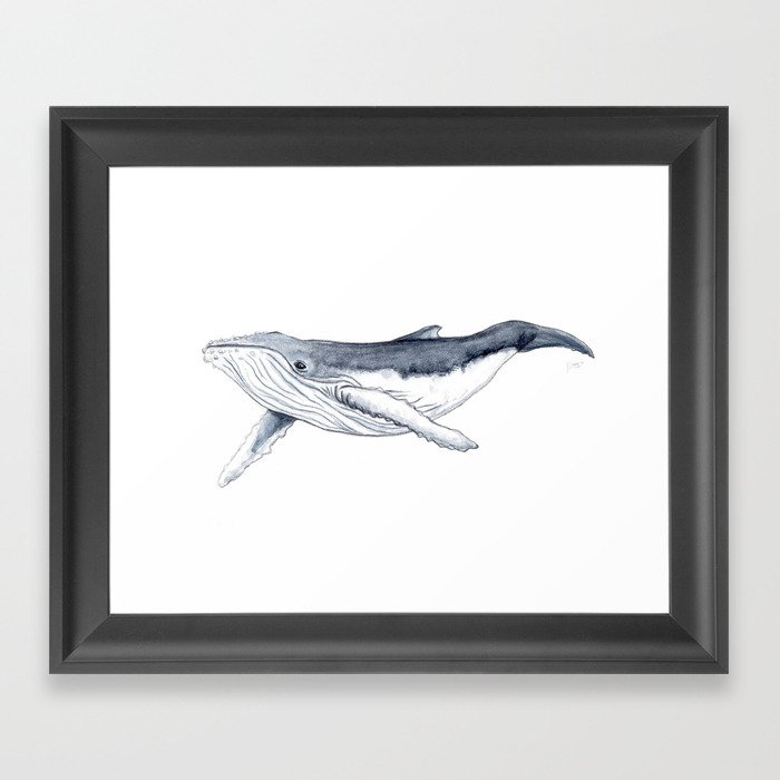 Baby humpback whale (Megaptera novaeangliae) Framed Art Print