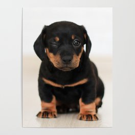 Winking Black And Brown Puppy Poster