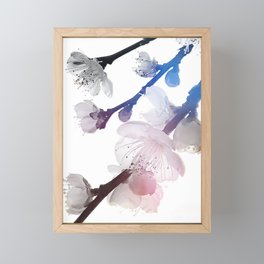 Snow plum bossom in sunset 4 Framed Mini Art Print