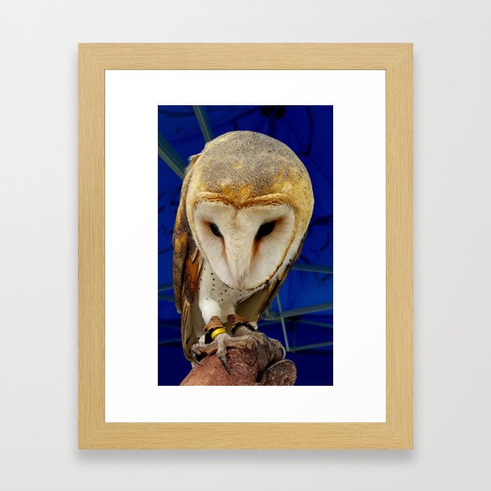 Mr. Owl the Barn Owl Framed Art Print