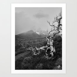 Patagonia Landscapes Art Print | Crooked, Photo, Bark, Chile, Branches, Film, Southamerica, Travel, Tree, Seetheworld 