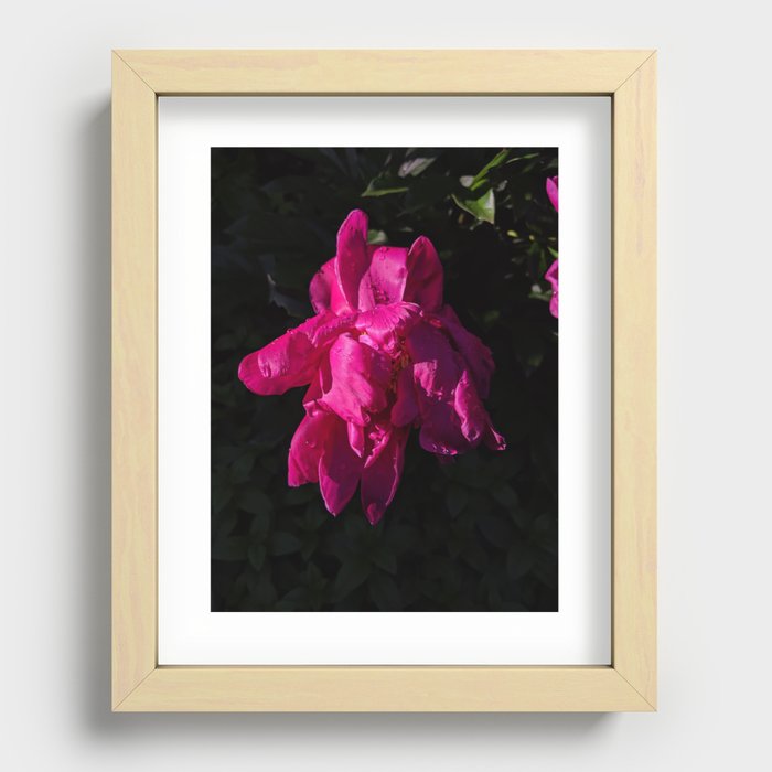 Pink flower HD  Recessed Framed Print