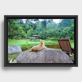 Dog in Thailand Framed Canvas