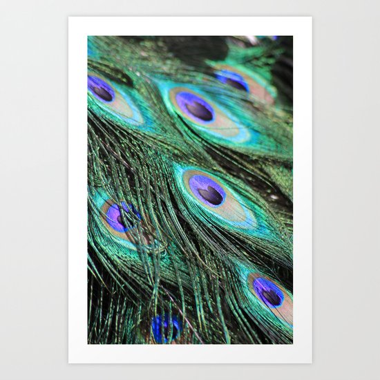 peacock feathers Art Print