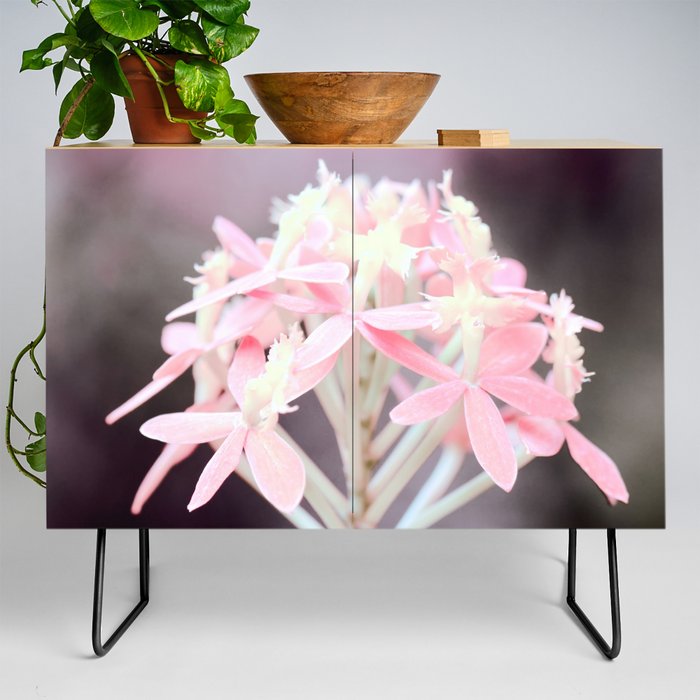Moody Pink Tone On Epidendrum Radicans Orchid Close Up Credenza