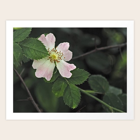 Rosa Canina Art Print
