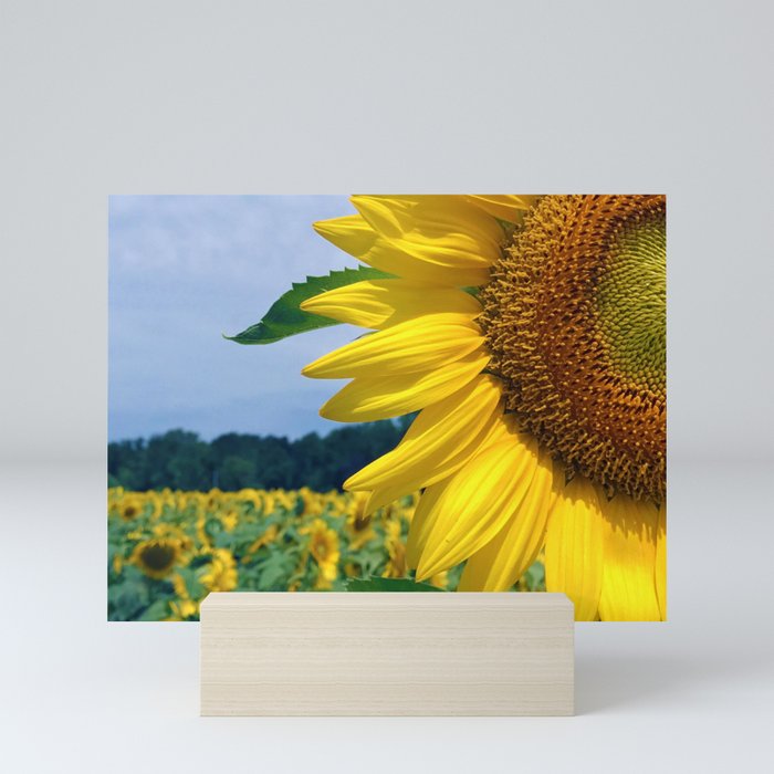 Sunflower in Paris Mini Art Print