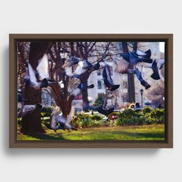 Pigeons in Flight Framed Canvas