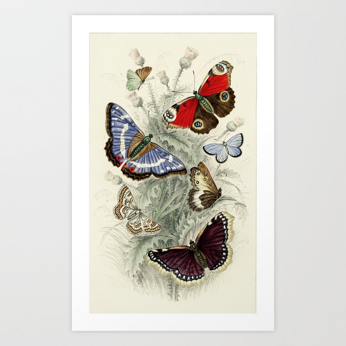 Vintage Butterfly Illustration by Oliver Goldsmith Art Print