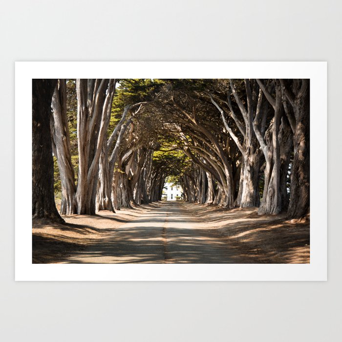 California Cypress Tree Tunnel Art Print