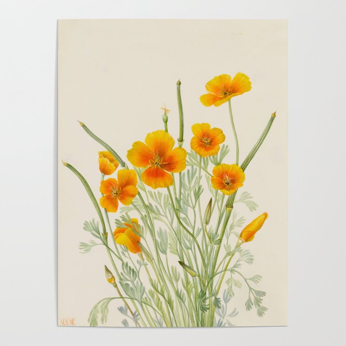 Mexican Poppy Vintage Botanical Print Poster