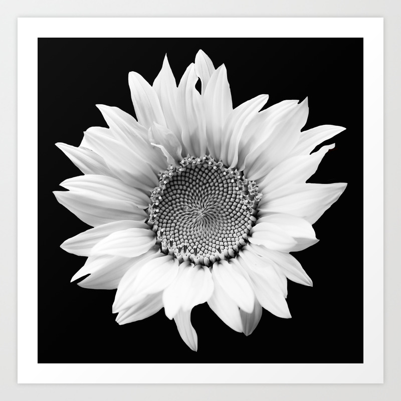 images Sunflower Artwork Black And White society6
