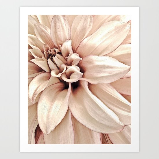 Golden Pink Dahlia, Forever Thine Art Print