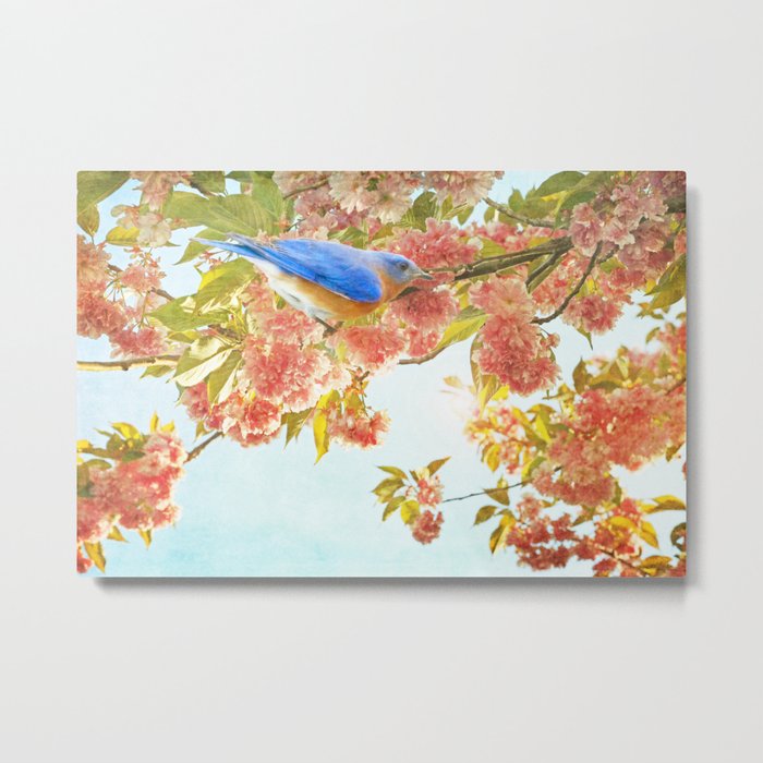 Indigo Bluebird on Pink Flowering Tree Branch Metal Print