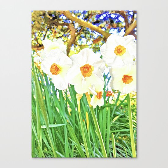 Bright Spring Narcissus Canvas Print