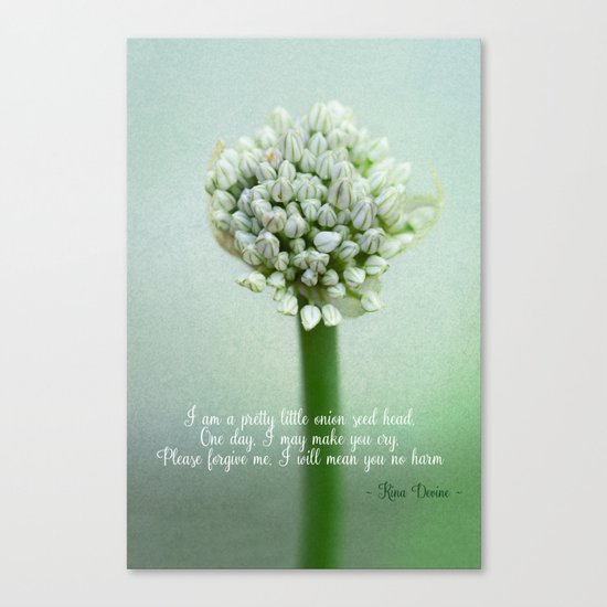 Onion Seed Head Canvas Print