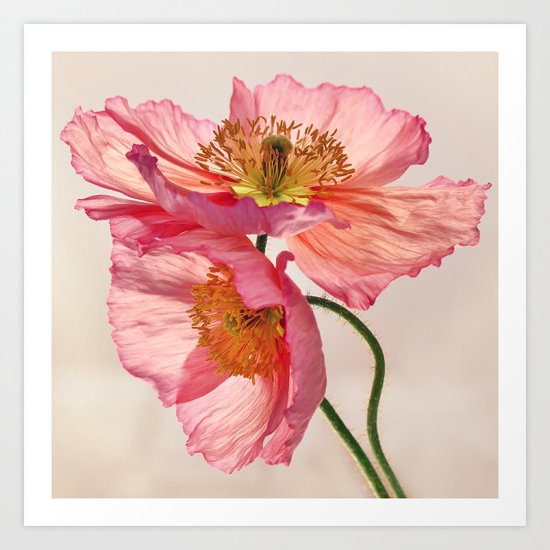Like Light through Silk - peach / pink translucent poppy floral Art Print