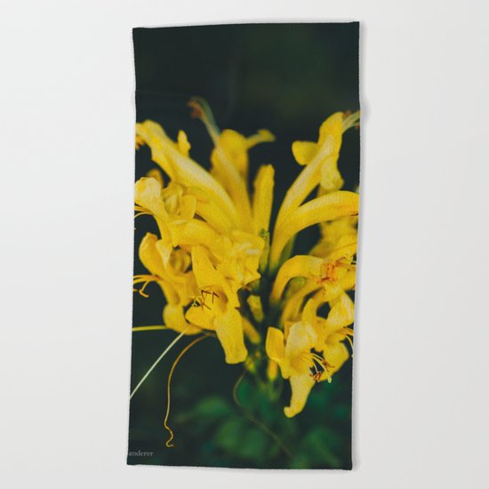 Beautiful yellow flower on black background Beach Towel